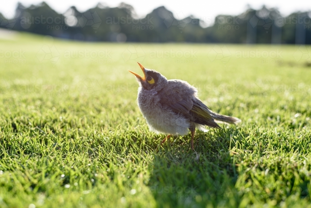 Australian native bird noisy miner in the grass - Australian Stock Image