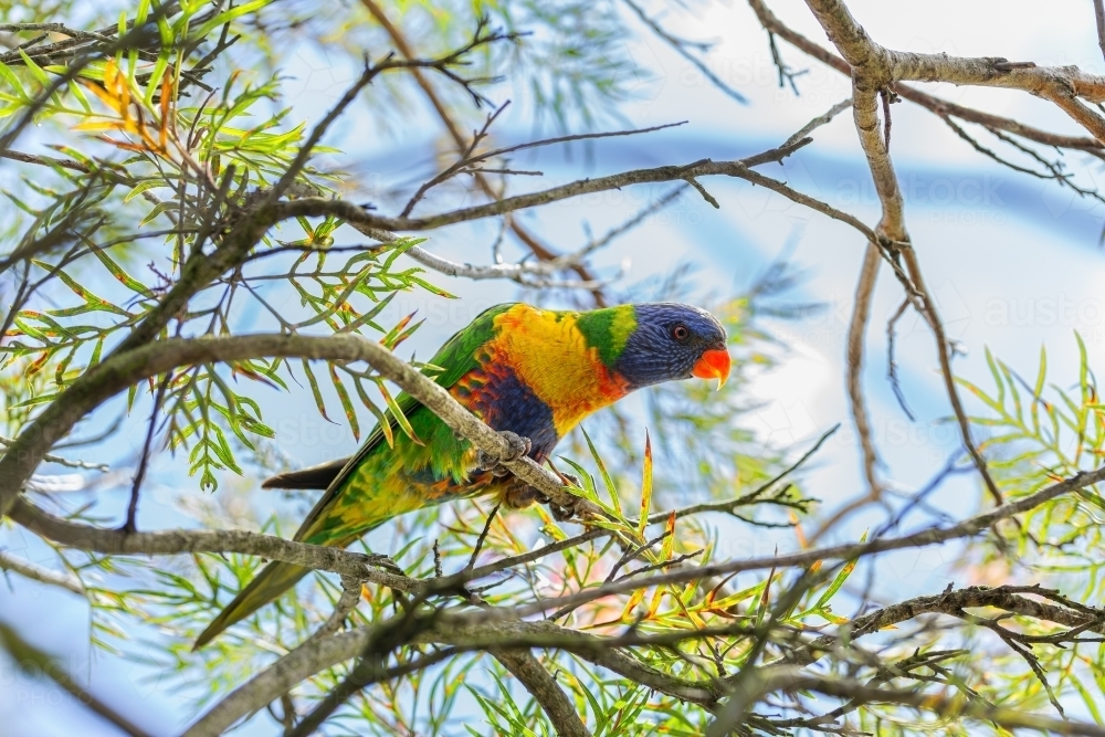 Australian native bird rainbow lorikeet in branches of grevillea bush - Australian Stock Image