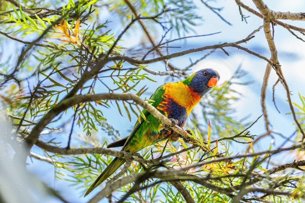 Australian native bird rainbow lorikeet in branches of grevillea bush - Australian Stock Image