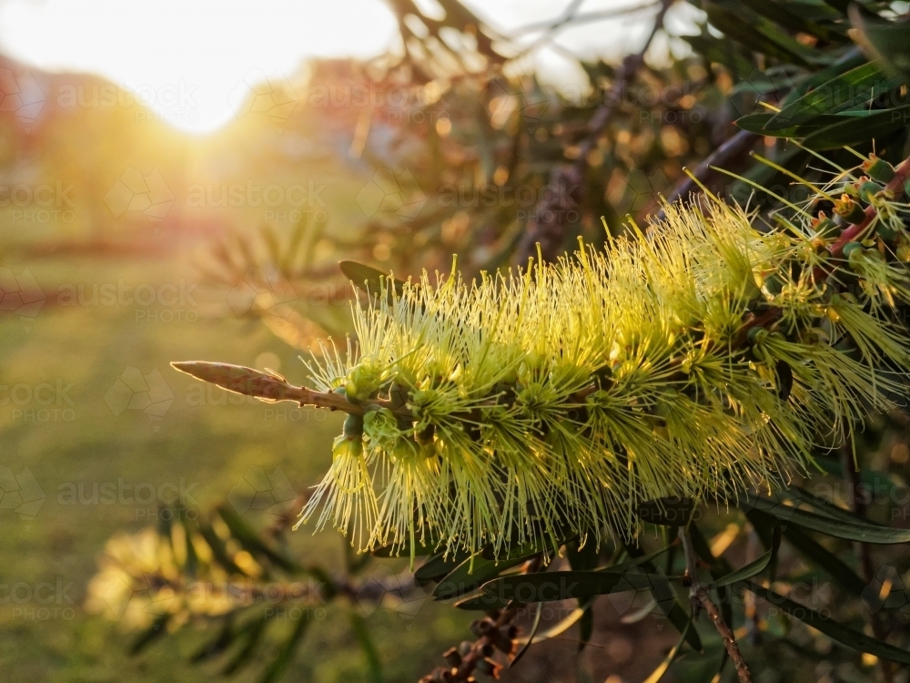 Australian native bottlebrush, melaleuca pachyphyllus, close up with sun flare - Australian Stock Image