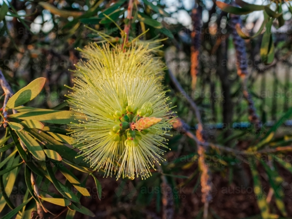 Australian native bottlebrush, melaleuca pachyphyllus, close up with sun flare - Australian Stock Image