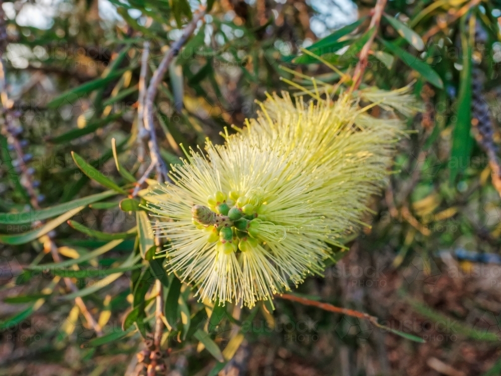 Australian native bottlebrush, melaleuca pachyphyllus, close up with sun flare - Australian Stock Image