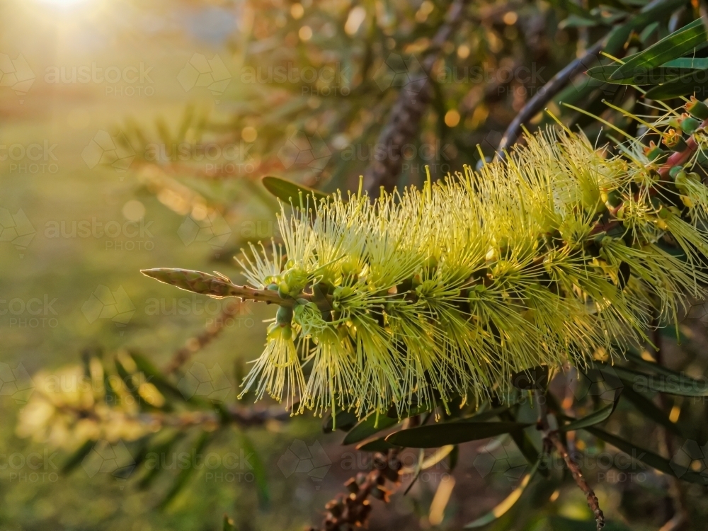 Australian native bottlebrush, melaleuca pachyphyllus, close up with sun flare - Australian Stock Image