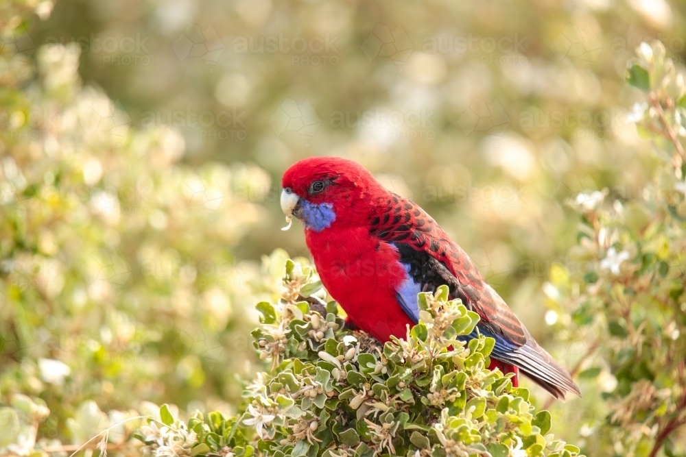 Australian Native Crimson Rosella Parrot Perched and eating flowers from a native bush - Australian Stock Image