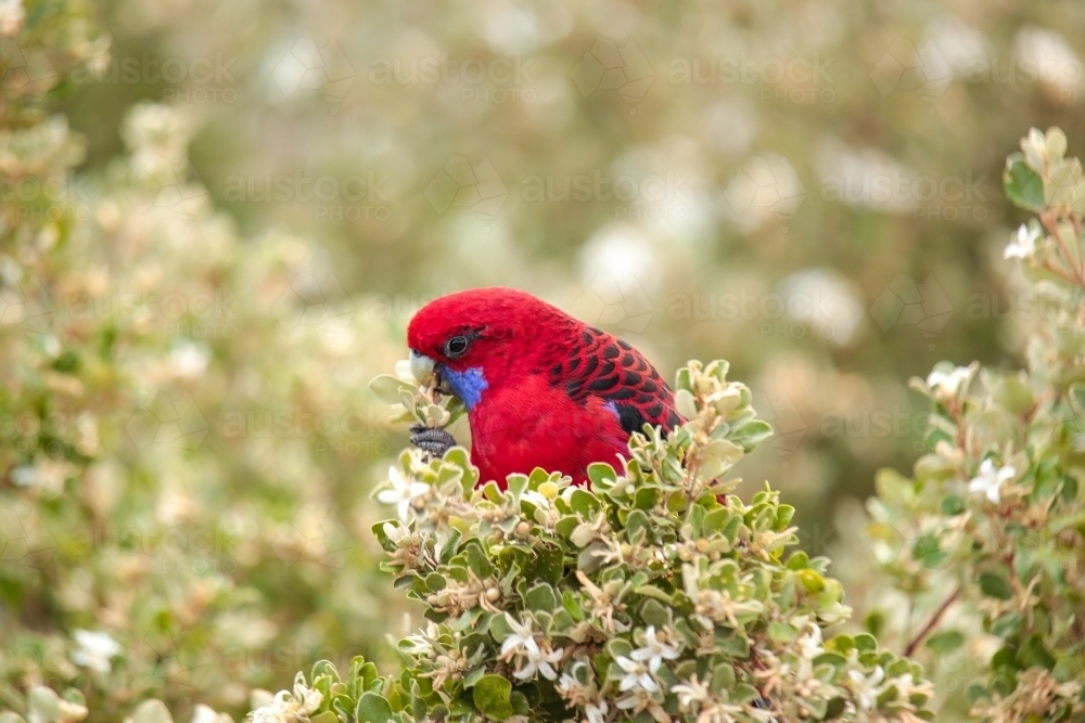 Australian Native Crimson Rosella Parrot Perched and eating flowers from a native bush. - Australian Stock Image