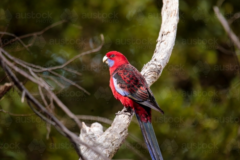 Australian Native Crimson Rosella Parrot perched in a native tree in Wilsons Promontory - Australian Stock Image