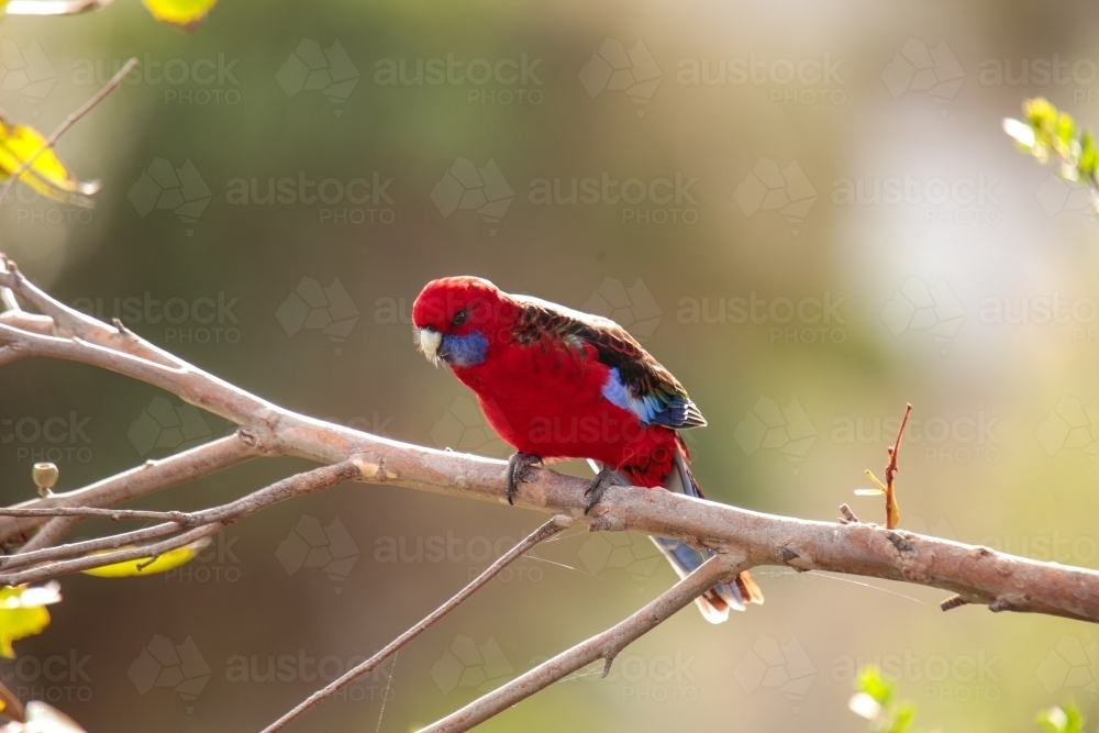 Australian Native Crimson Rosella Parrot perched in a native tree in Wilsons Promontory - Australian Stock Image