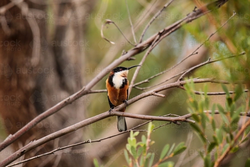 Australian Native Eastern Spinebill bird perched in a native tree - Australian Stock Image