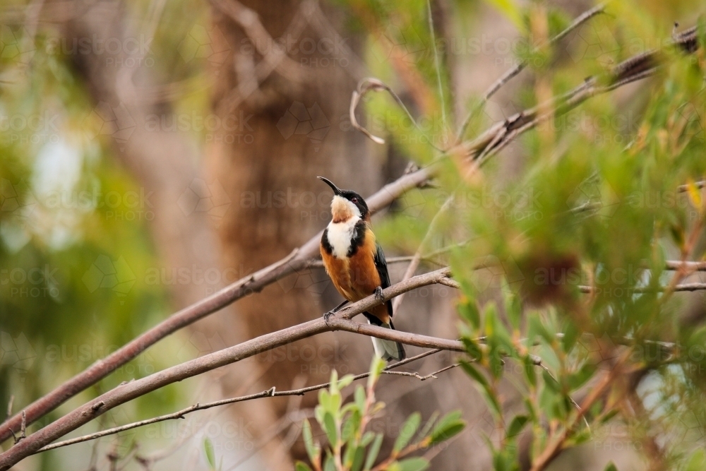 Australian Native Eastern Spinebill bird perched in a native tree - Australian Stock Image