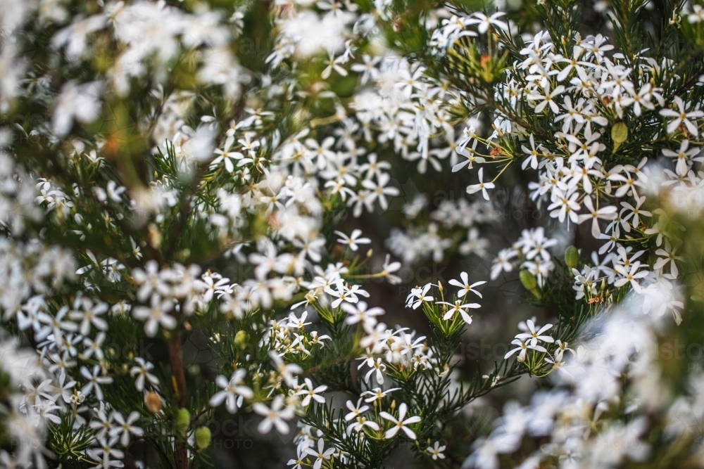 Australian native flora, the wedding bush with abundant small white flowers - Australian Stock Image