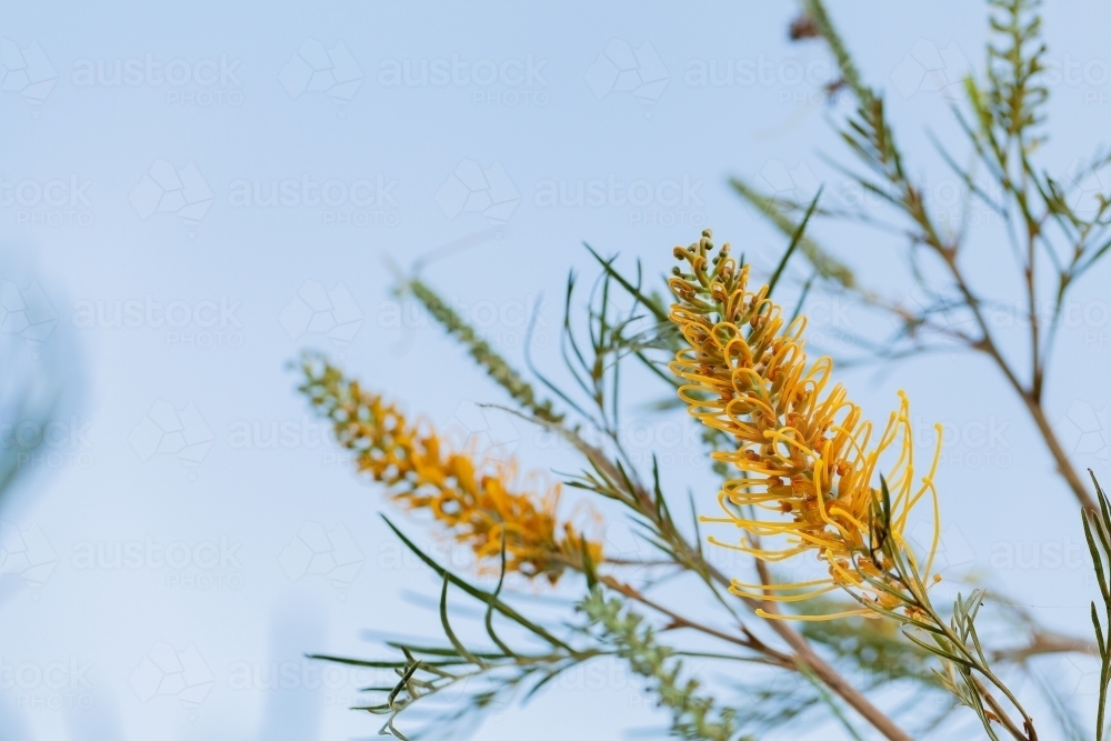 Australian native grevillea flower against blue sky - bird attracting plant - Australian Stock Image