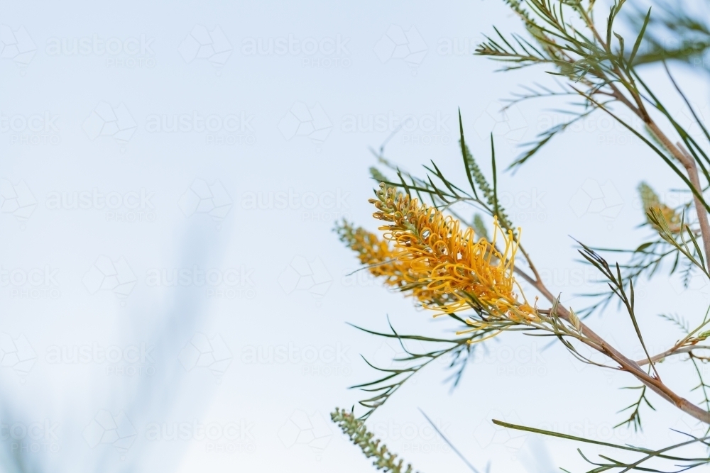 Australian native grevillea flower against blue sky - bird attracting plant - Australian Stock Image