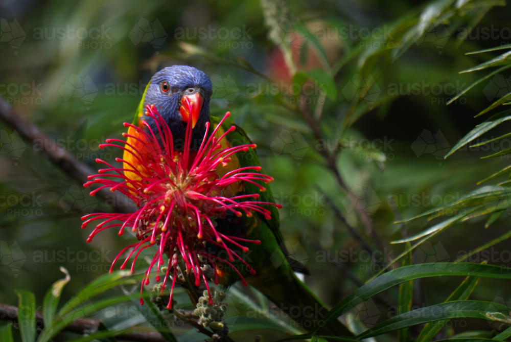 Australian native Lorikeet - Australian Stock Image