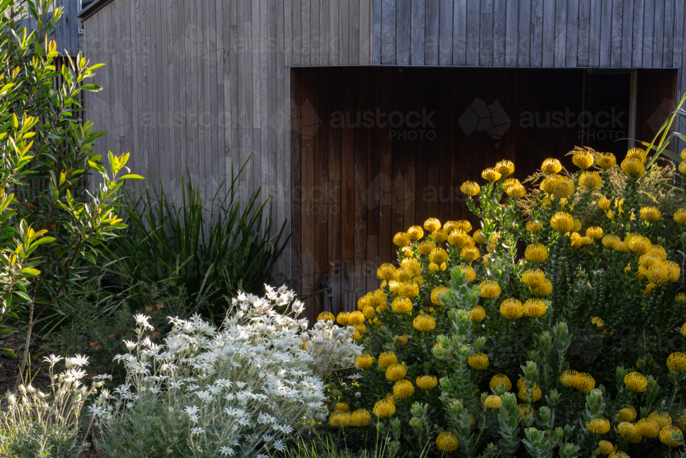 Australian native plants in a garden in front of a modern house - Australian Stock Image