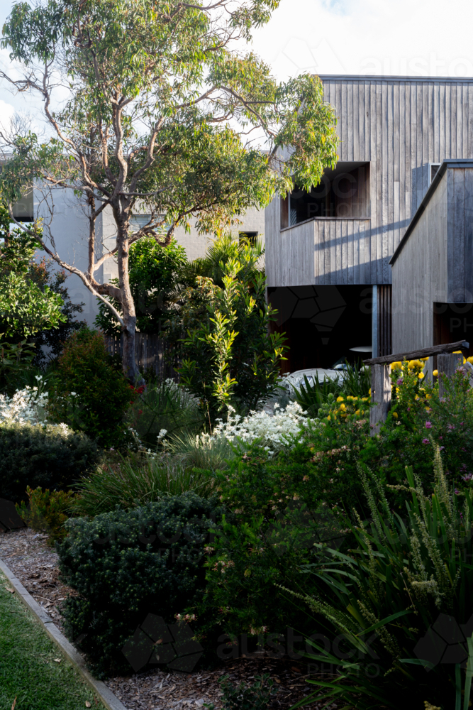 Australian native plants in a garden in front of a modern house - Australian Stock Image