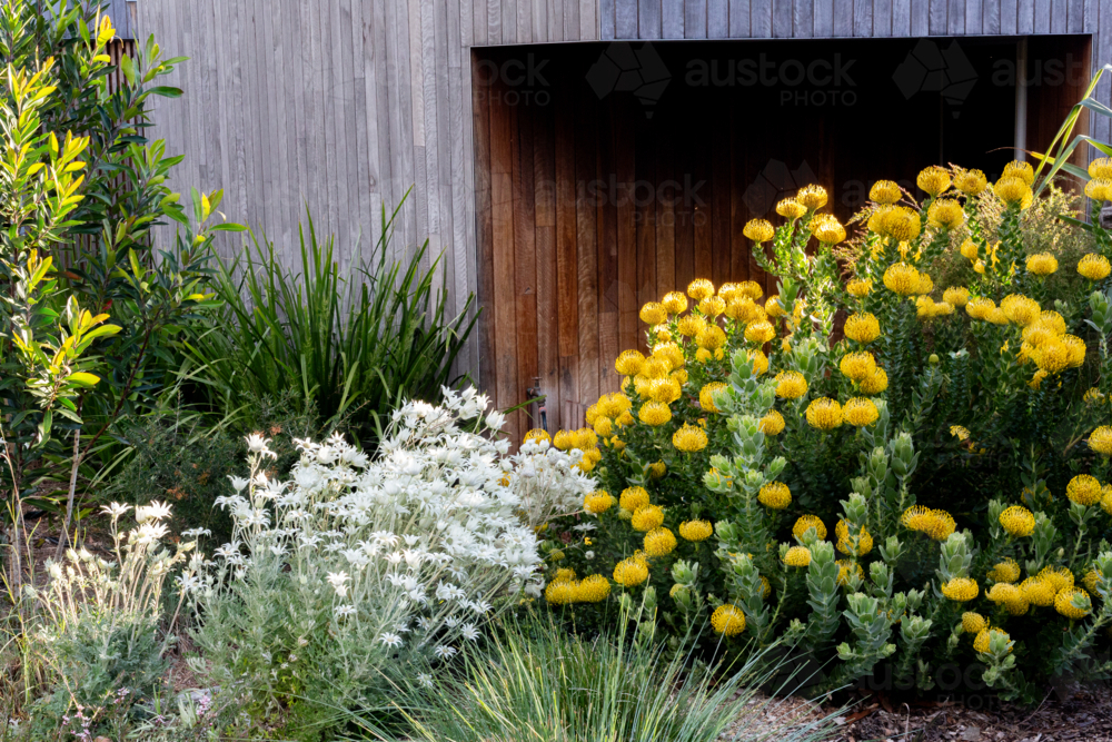 Australian native plants in a garden in front of a modern house - Australian Stock Image
