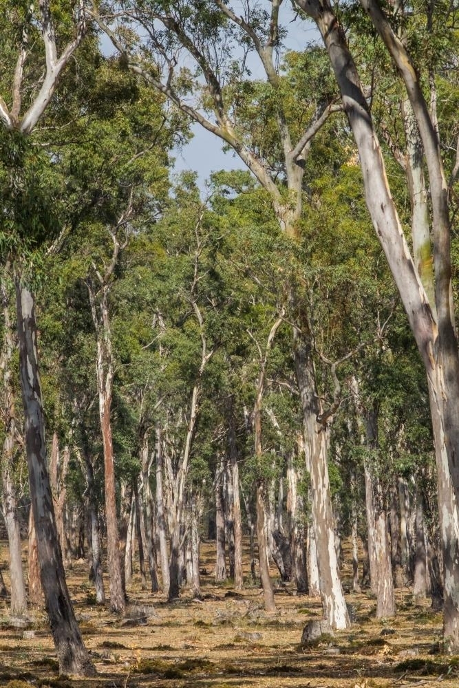 Image of Australian native trees Austockphoto