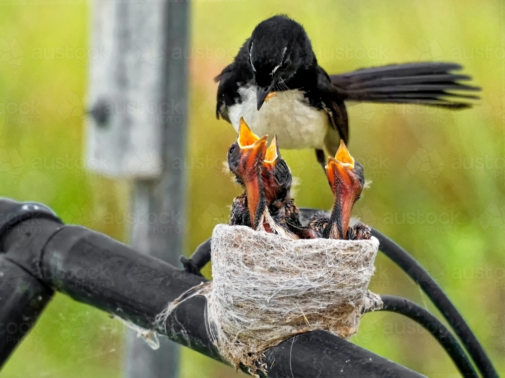 Australian native willie wagtail bird sitting on nest feeding three young chicks - Australian Stock Image