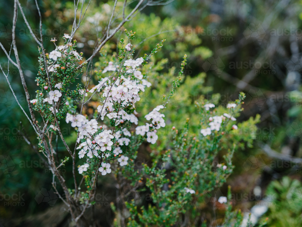 Australian Natives in flower - Australian Stock Image