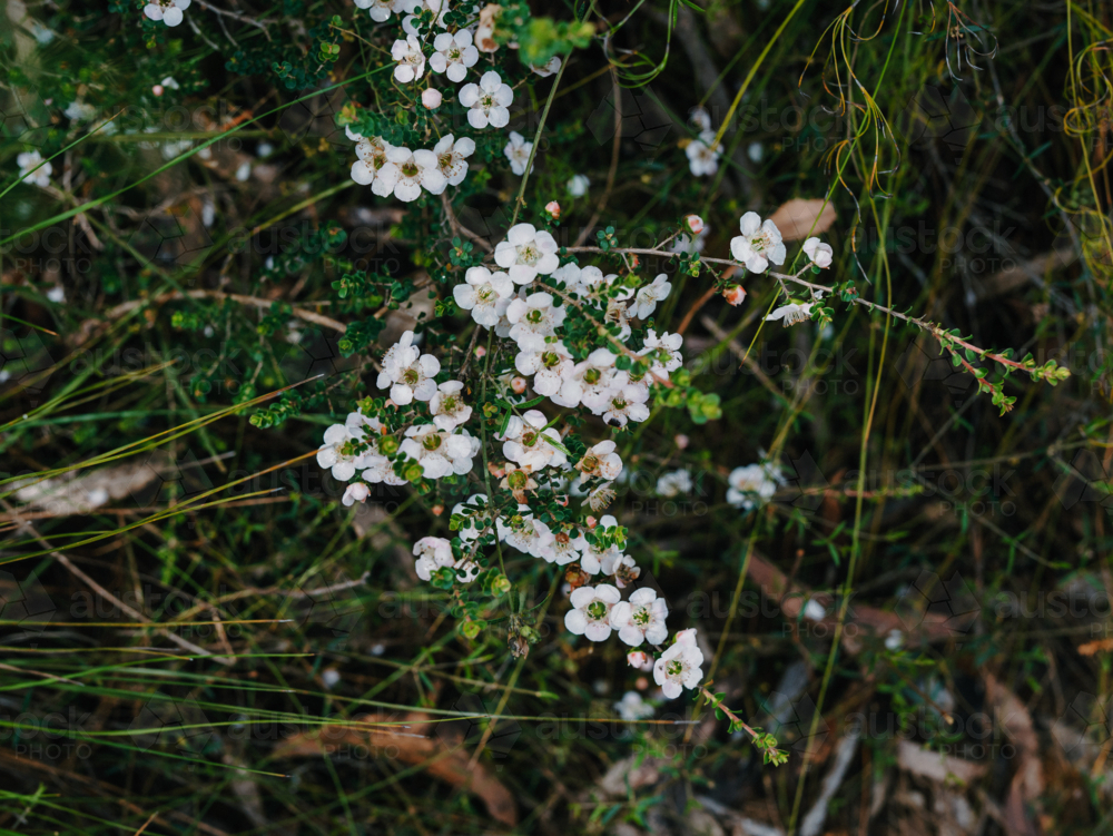 Australian Natives in flower - Australian Stock Image