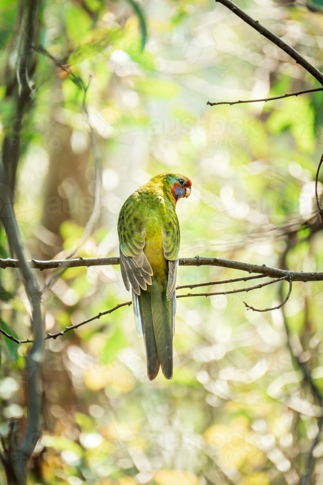 Australian parrot on a tree branch in the bushland. - Australian Stock Image