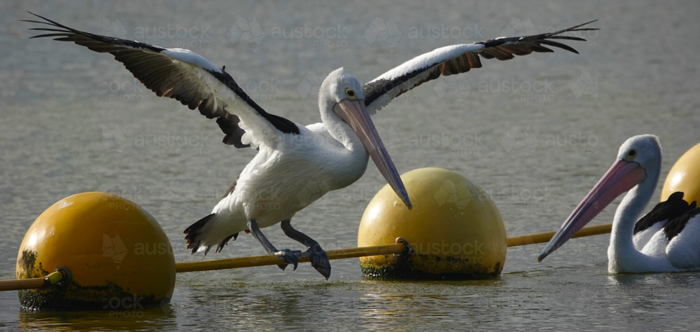 Australian Pelican - Australian Stock Image