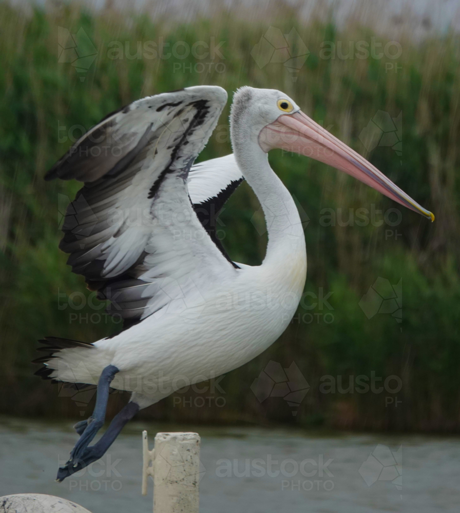 Australian Pelican - Australian Stock Image