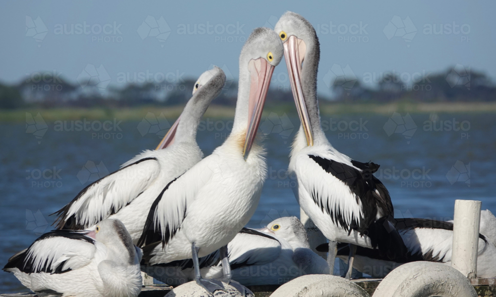 Australian Pelican - Australian Stock Image