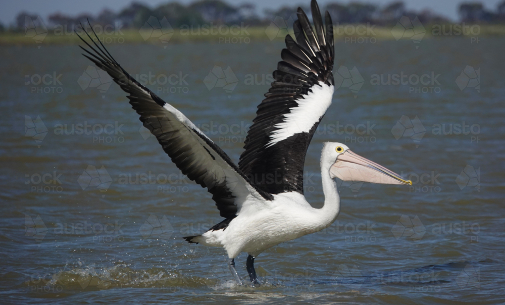 Australian Pelican - Australian Stock Image