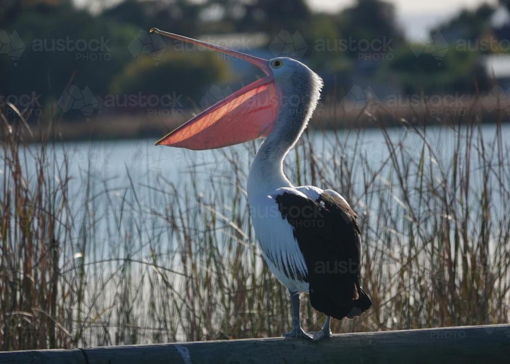 Australian Pelican - Australian Stock Image