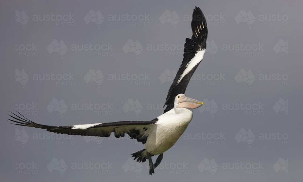 Australian Pelican in flight - Australian Stock Image