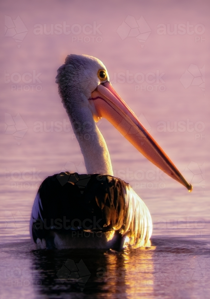 Australian Pelican in the water - Australian Stock Image