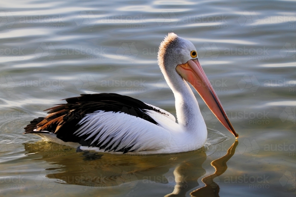 Australian Pelican paddles along the Maroochy River. - Australian Stock Image