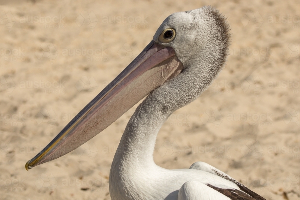 Australian Pelican (Pelecanus conspicillatus) portrait on beach - Australian Stock Image