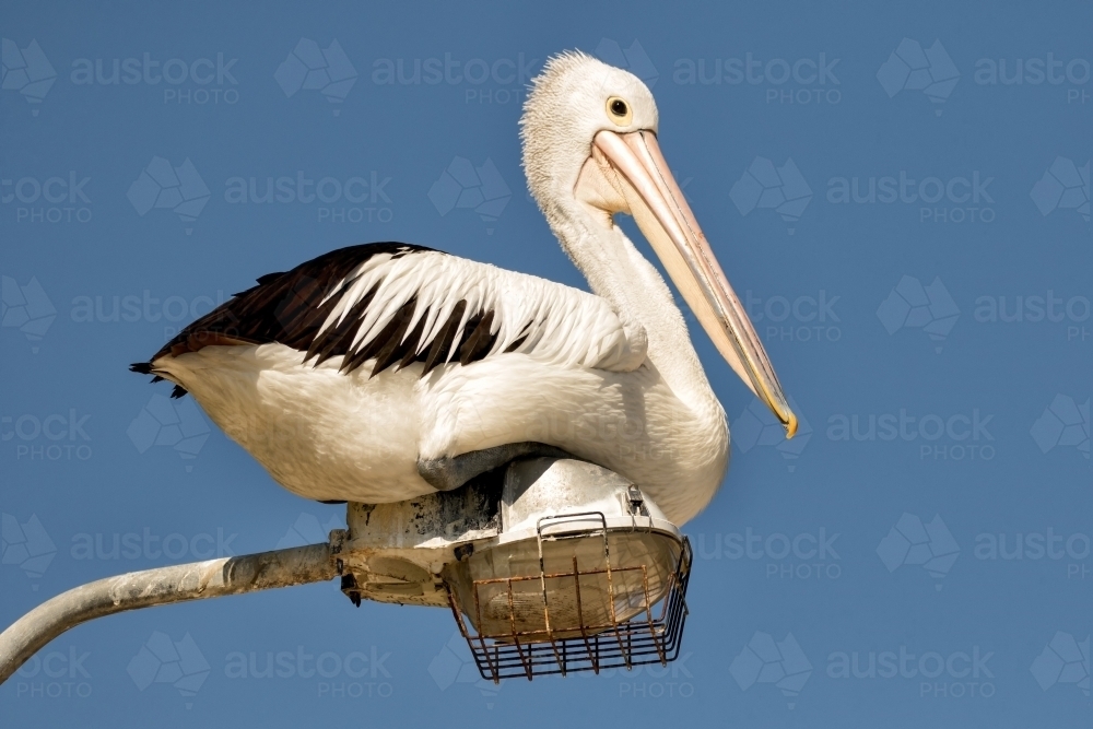 Australian Pelican (Pelecanus conspicillatus) sitting on street light - Australian Stock Image