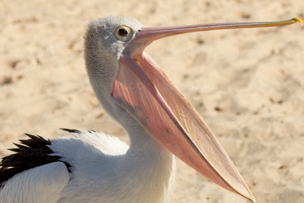 Australian Pelican (Pelecanus conspicillatus) yawning on beach - Australian Stock Image