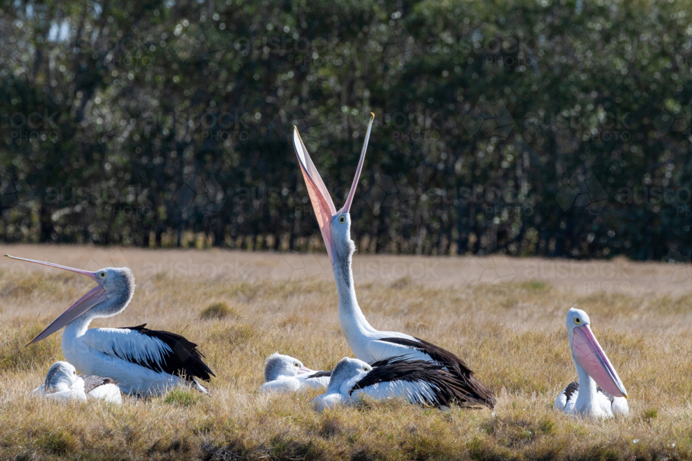 Australian pelicans (Pelecanus conspicillatus) resting beside the Clarence River. - Australian Stock Image
