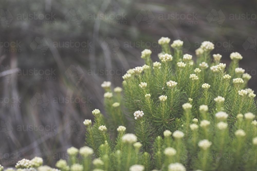 Australian plants up close - Australian Stock Image