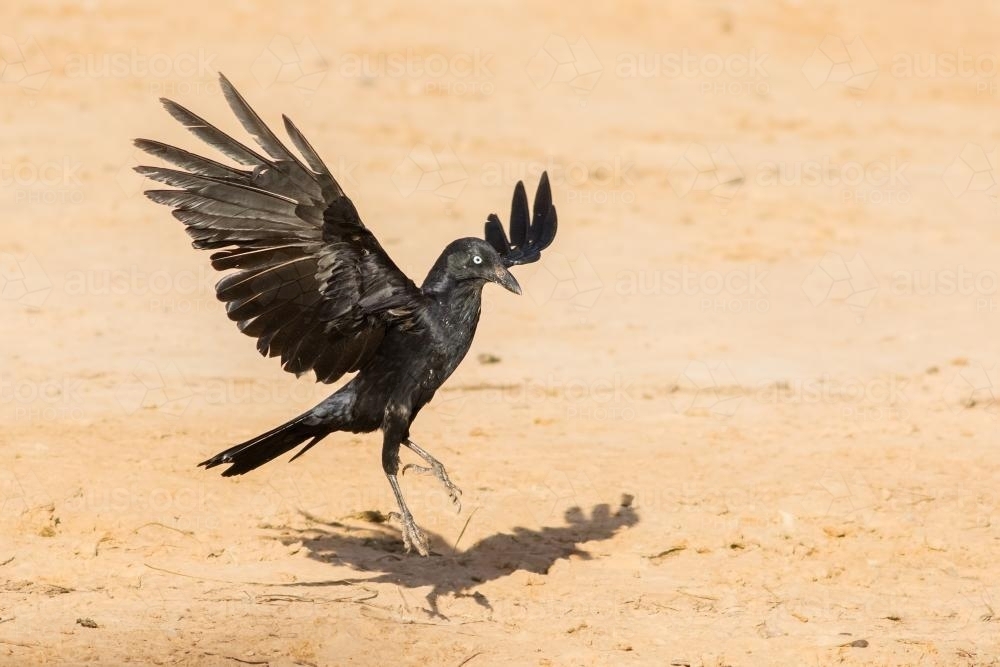 Australian Raven Landing on Outback Soil - Australian Stock Image