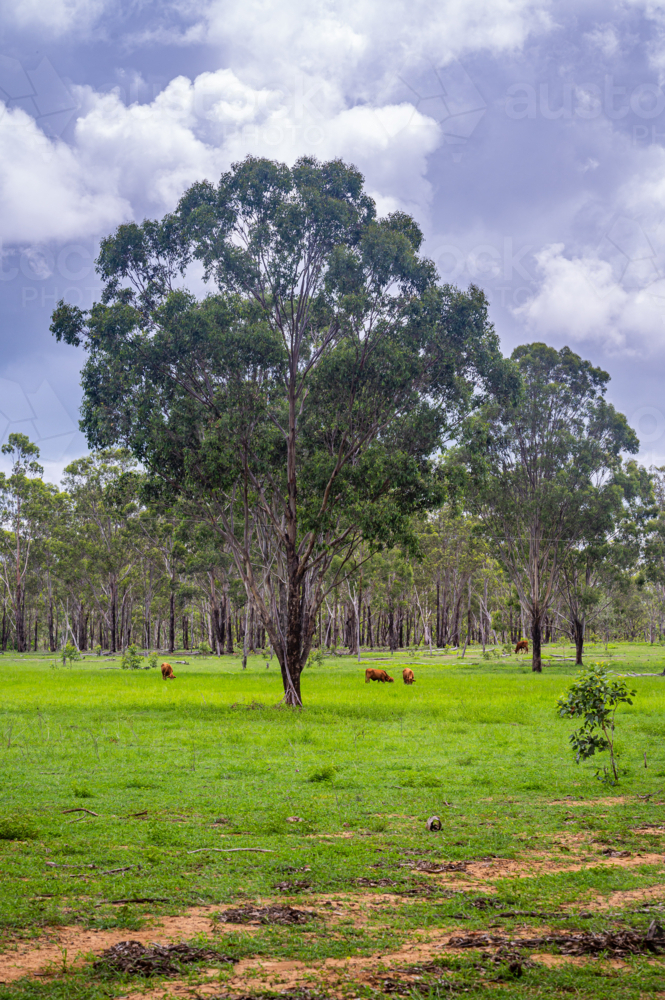 Australian rural pasture with cows and scattered trees - Australian Stock Image