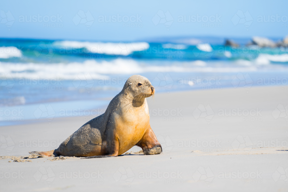 Australian sea lion rests on a sandy shore of a pristine beach - Australian Stock Image