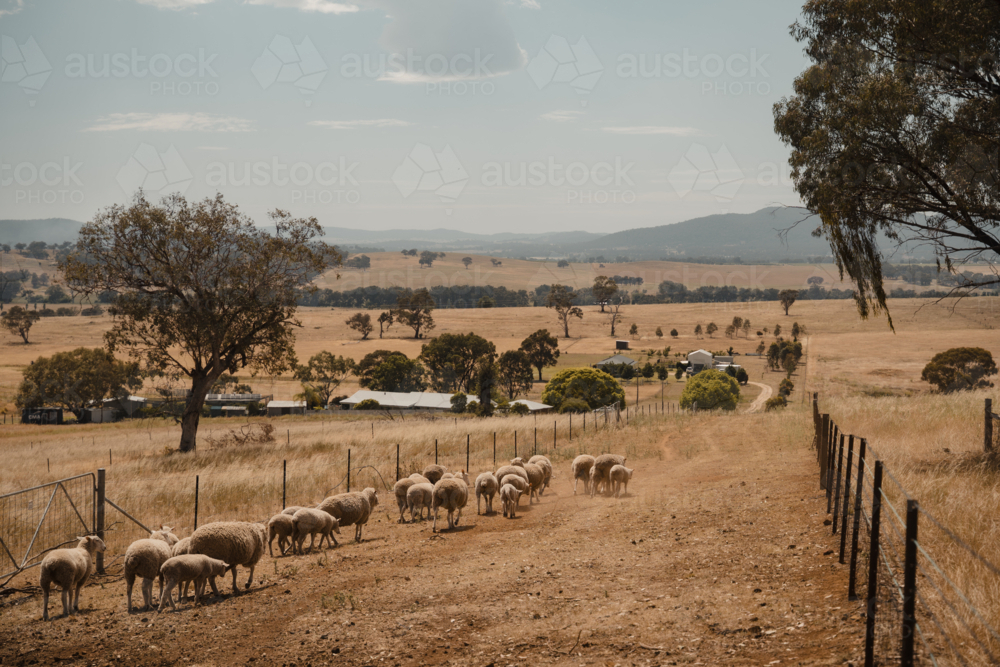 Australian sheep farming in the Central Tablelands of NSW - Australian Stock Image