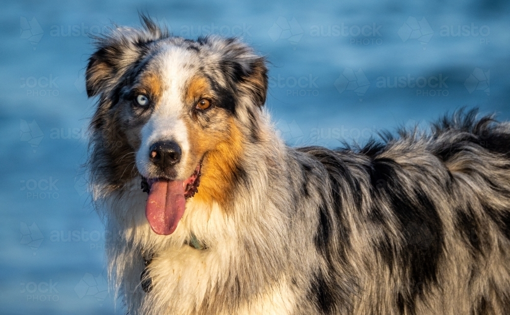 Australian shepherd dog at the beach - Australian Stock Image