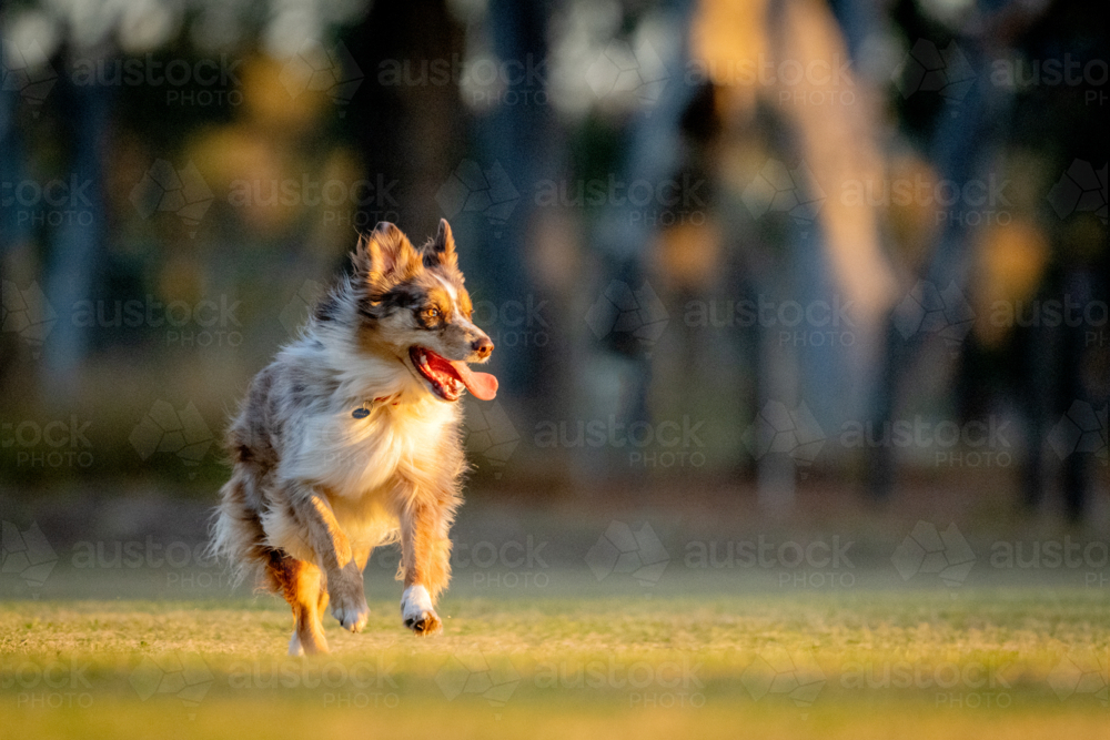 Australian shepherd sprinting across a sunlit field - Australian Stock Image