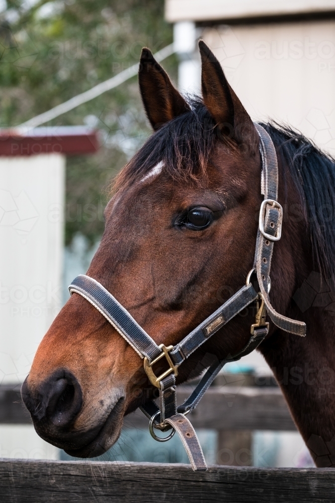 Australian stock horse wearing a halter - Australian Stock Image