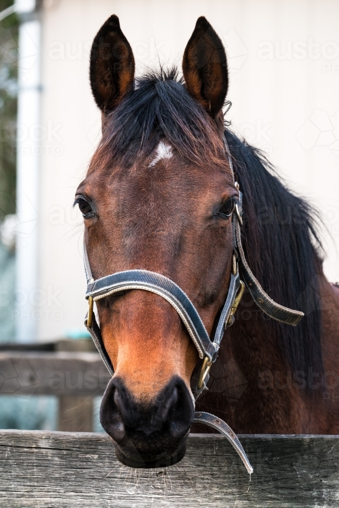 Australian stock horse with snuggly fitted bridle - Australian Stock Image