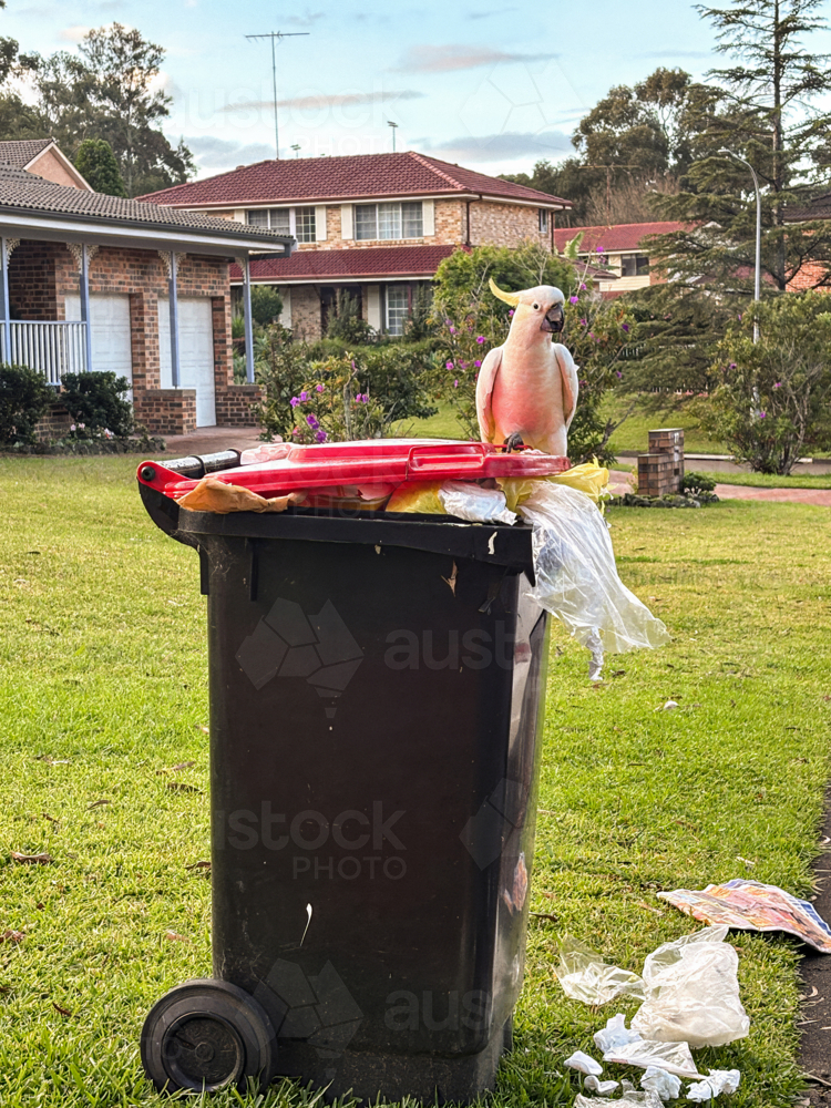 Australian Sulphur-crested Cockatoos perched on garbage bin. - Australian Stock Image