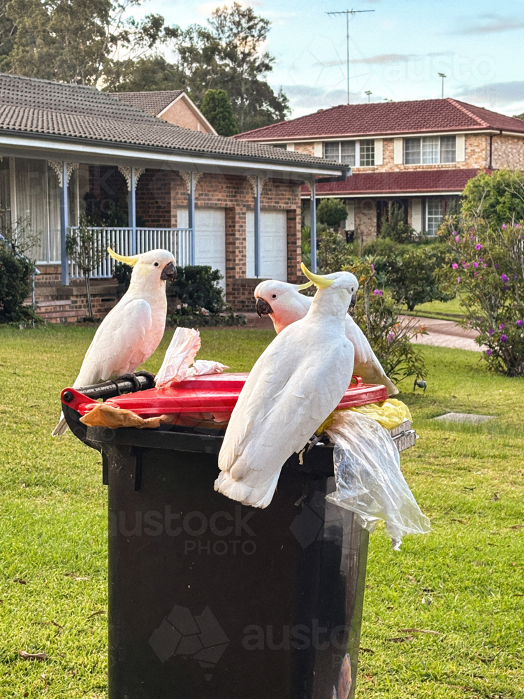 Australian Sulphur-crested Cockatoos perched on garbage bin. - Australian Stock Image