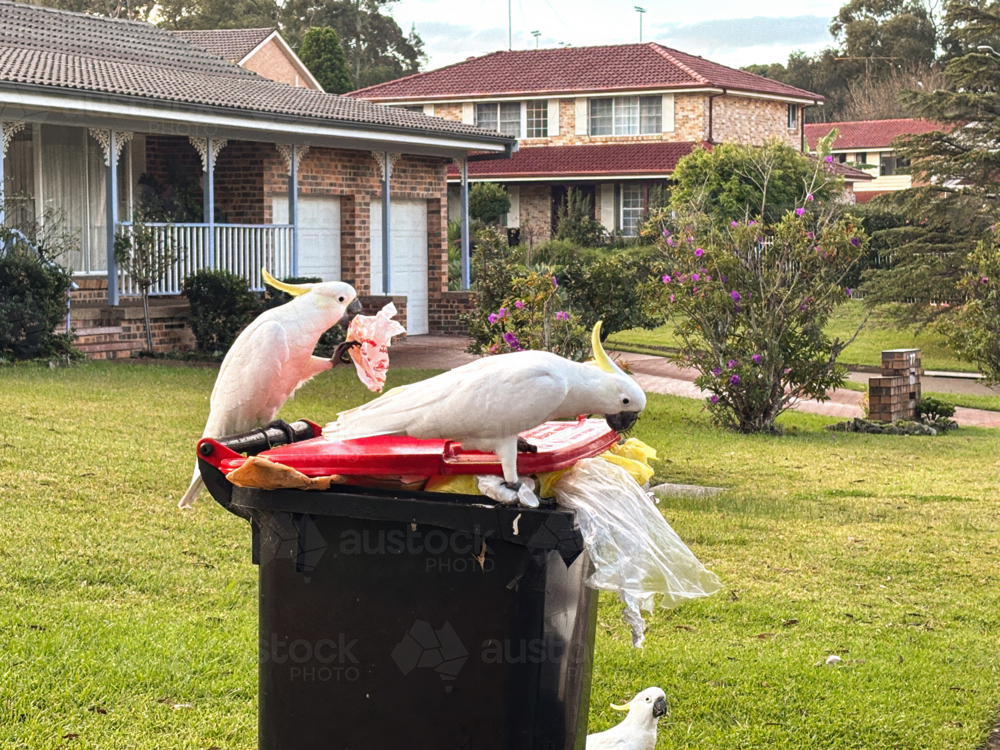 Australian Sulphur-crested Cockatoos scavenging on garbage bins. - Australian Stock Image