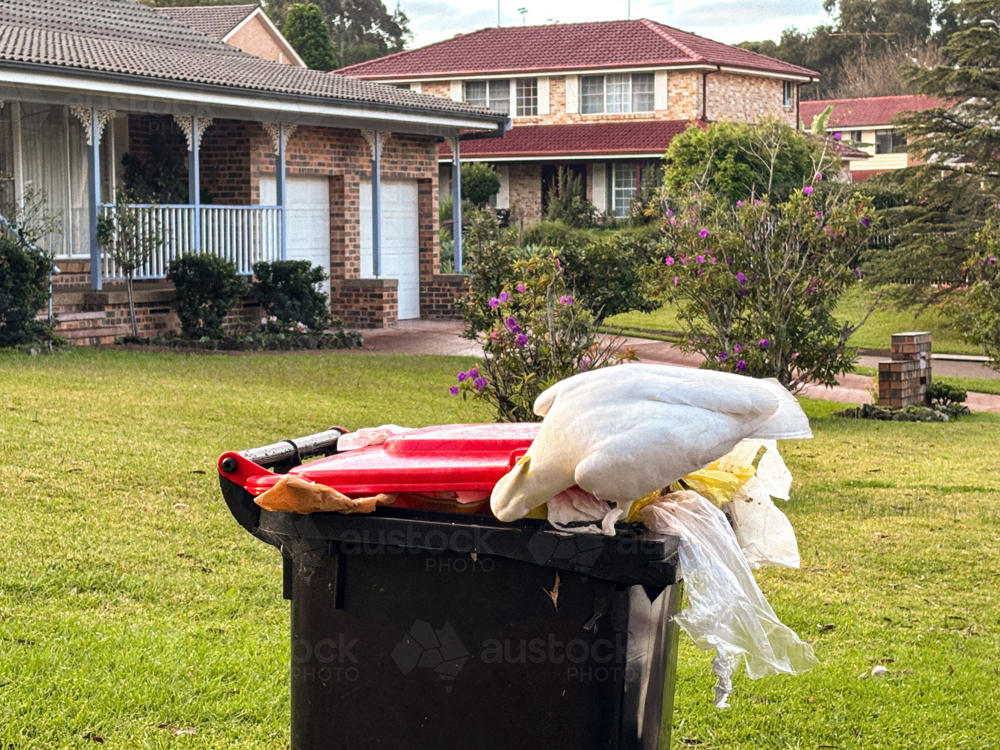 Australian Sulphur-crested Cockatoos scavenging on garbage bins. - Australian Stock Image